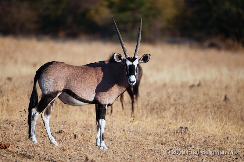 Africa Oryx 20090610 083615 D300 X1