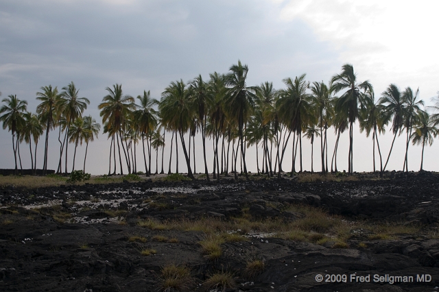 20091102_153153D300.jpg - Coconut trees, PuÊ»uhonua O HÅnaunau National HistoricalÂ Park