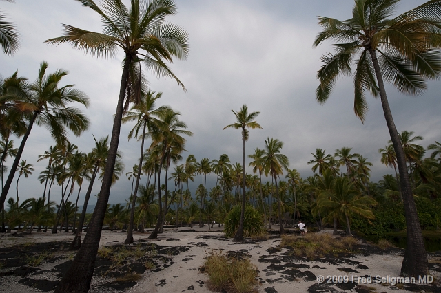20091102_153506D3.jpg - Swaying coconut trees, PuÊ»uhonua O HÅnaunau National HistoricalÂ Park