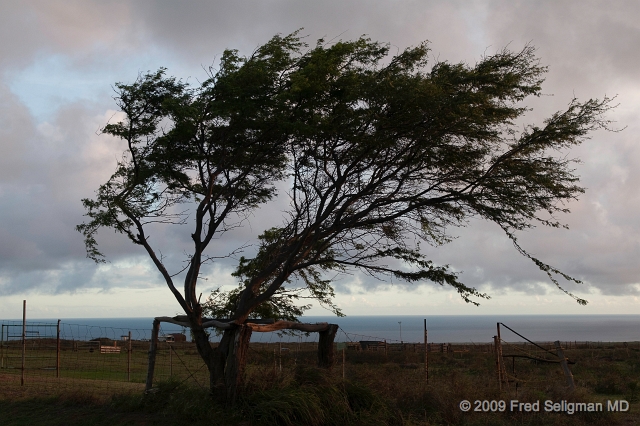 20091102_171719D300f.jpg - Wind blown tree on South Point Road, Hawaii