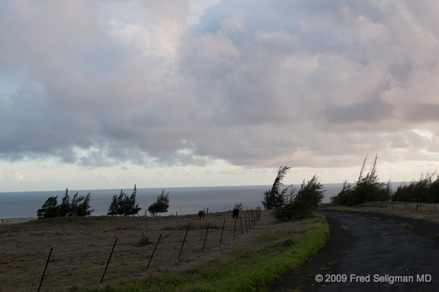 20091102_172010D300.jpg - Wind blown trees on South Point Road, Hawaii