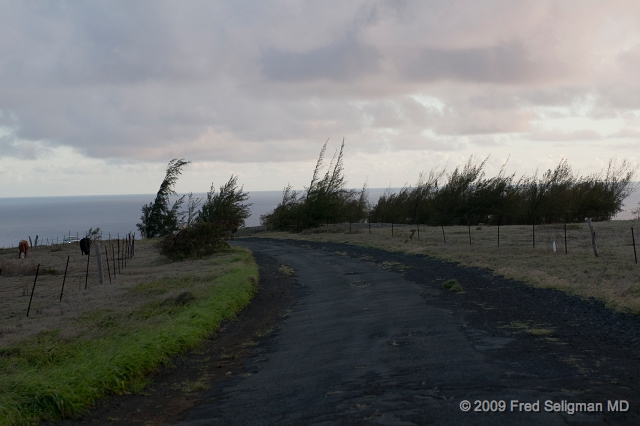 20091102_172017D300.jpg - Wind blown trees on South Point Road, Hawaii