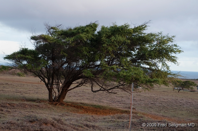 20091102_172508D300.jpg - Wind blown tree on South Point Road, Hawaii