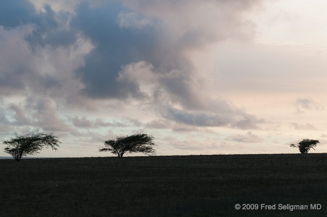 20091102_172537D300.jpg - Wind blown tree on South Point Road, Hawaii