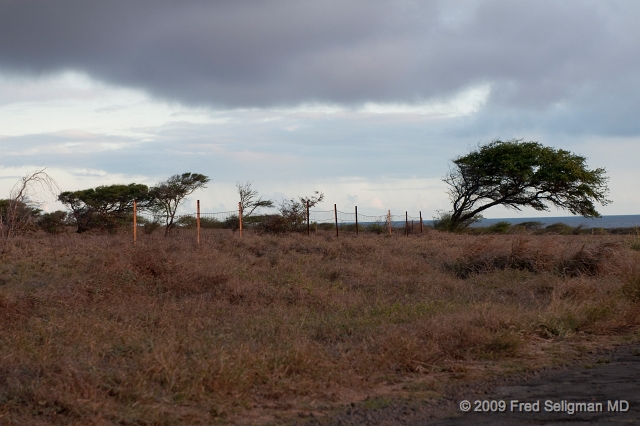 20091102_172917D300.jpg - Wind blown trees on South Point Road, Hawaii on South Point Road, Hawaii