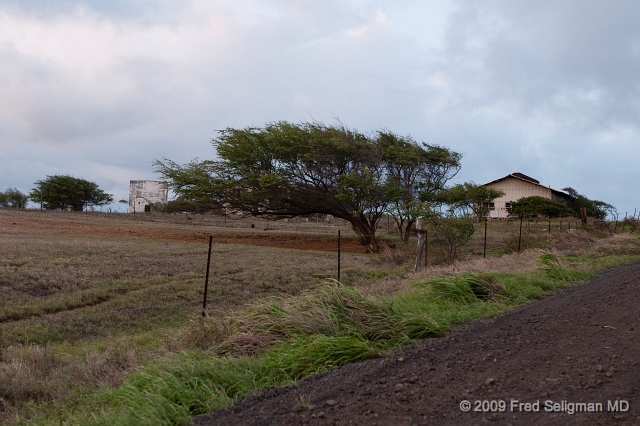 20091102_173427D300.jpg - Wind blown tree on South Point Road, Hawaii on South Point Road, Hawaii