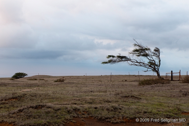 20091102_173807D300.jpg - Wind blown tree on South Point Road, Hawaii