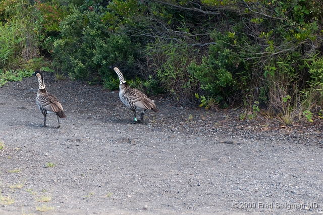 20091103_092525D3.jpg - Nene (Hawaiin Goose), the state bird of Hawaii