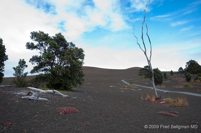 20091103_110558D3.jpg - Falling pieces of gas-frothed laval burn the trees and ground, Volcano National Park, Hawaii