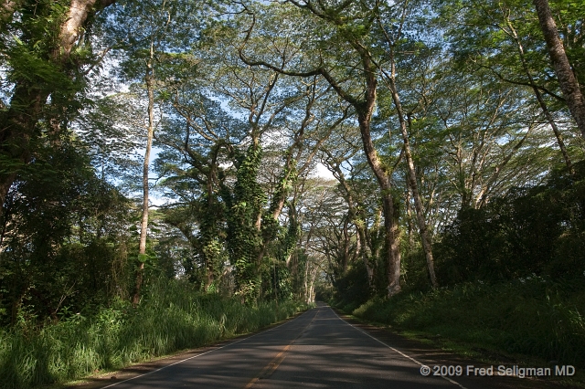 20091103_153553D3.jpg - Along route 132  (Japoho Road) east of Pahoe