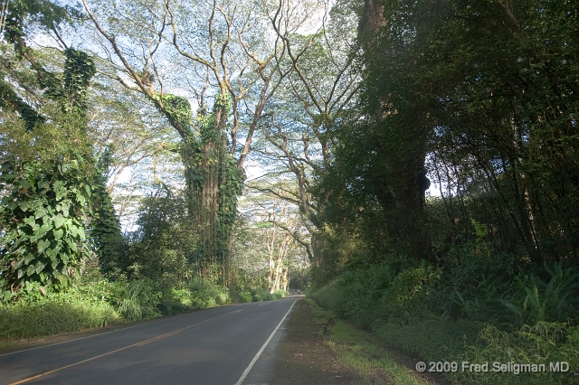 20091103_153816D3.jpg - Along route 132  (Japoho Road) east of Pahoe