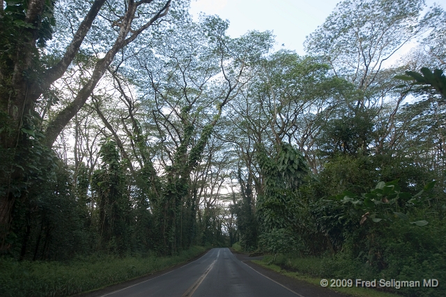 20091103_154111D3.jpg - Along route 132  (Japoho Road) east of Pahoe