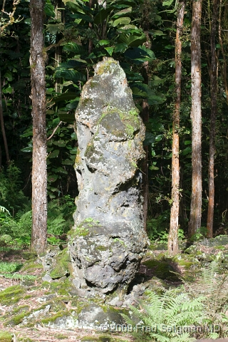 20091103_155107D3.jpg - Lava Tree State Park, Hawaii