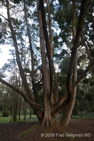 20091103_155454D3.jpg - Lava Tree State Park, Hawaii