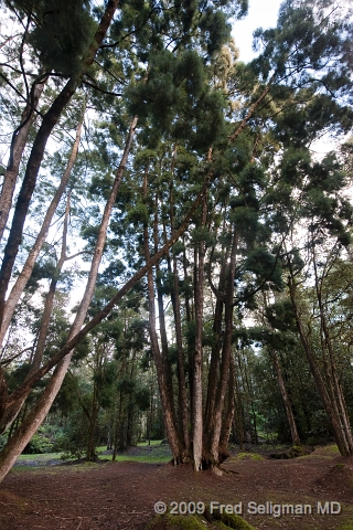 20091103_155508D3.jpg - Lava Tree State Park, Hawaii