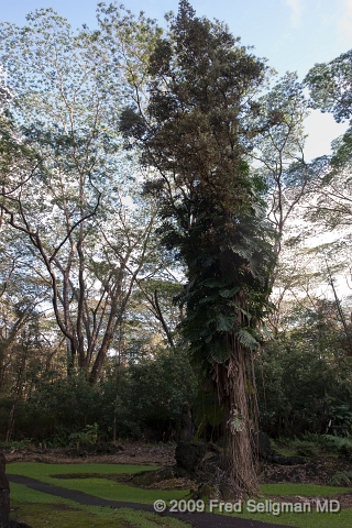 20091103_155722D3.jpg - Lava trees form when smooth ropy (pahoe-hoe) lava encounters wet 'ohi'a trees.  Lava Tree State Park, Hawaii