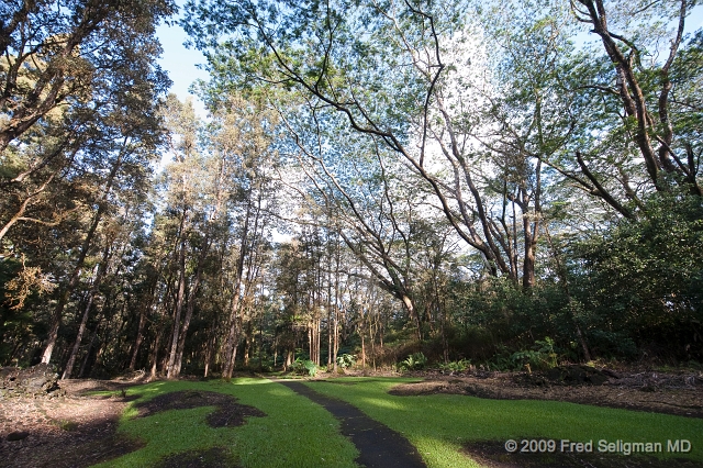 20091103_155809D3.jpg - Lava Tree State Park, Hawaii