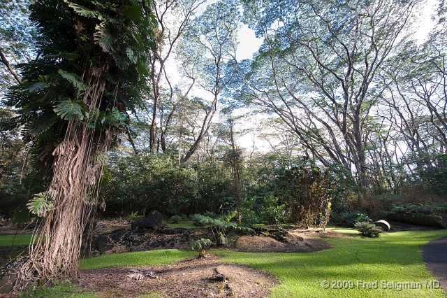 20091103_155827D3.jpg - Lava Tree State Park, Hawaii