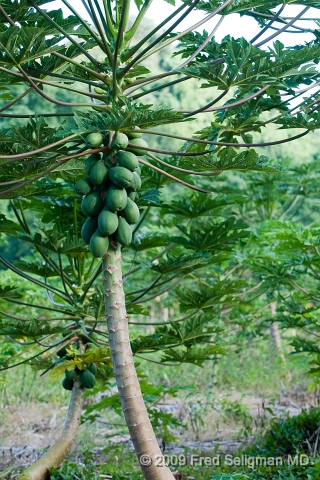 20091103_161508D3.jpg - Avocado trees