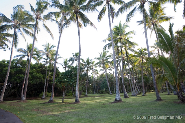 20091103_163632D3.jpg - District of Puna, Big Island