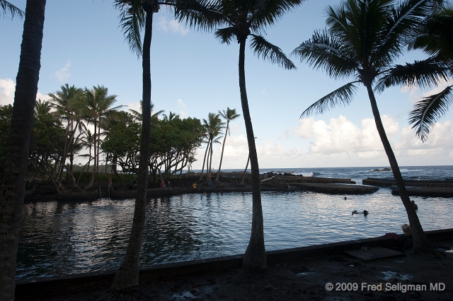 20091103_163743D3.jpg - Coconut trees, Ahalanui State Park