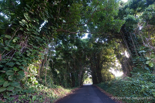 20091103_165805D3.jpg - A beautiful Puna highway (Route 137)