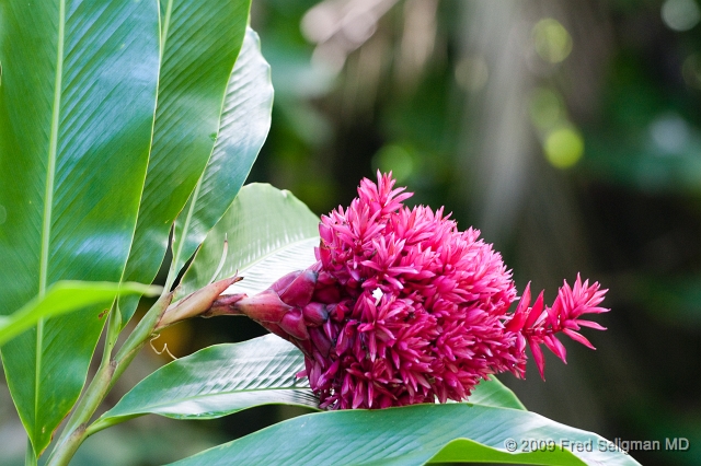 20091104_101859D3.jpg - Hawaiin Botanical Gardens