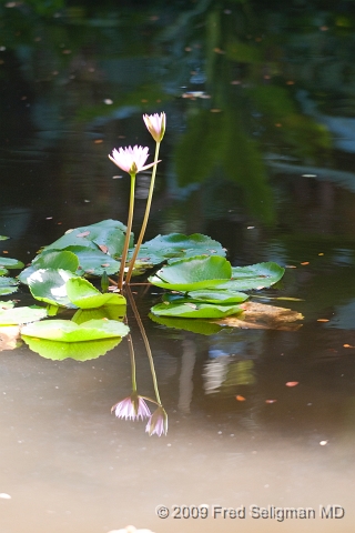 20091104_102612D3.jpg - Hawaiin Botanical Gardens