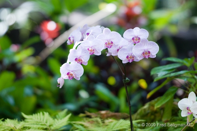 20091104_103049D3.jpg - Hawaiin Botanical Gardens