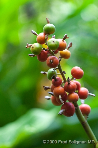 20091104_103704D3.jpg - Coffe plant, Hawaiin Botanical Gardens