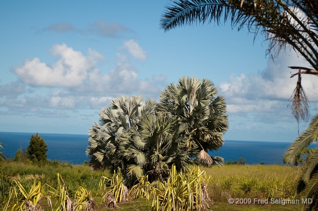 20091104_135350D300.jpg - Landscape, World Botanical Gardens, Hawaii