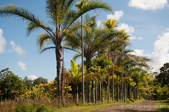 20091104_135455D300.jpg - Landscape, World Botanical Gardens, Hawaii