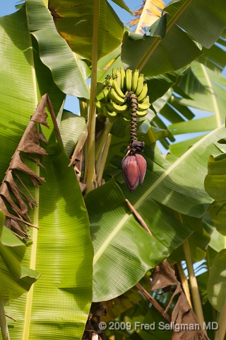 20091104_140227D300.jpg - Landscape, World Botanical Gardens, Hawaii