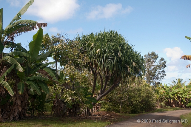 20091104_140351D300.jpg - Landscape, World Botanical Gardens, Hawaii