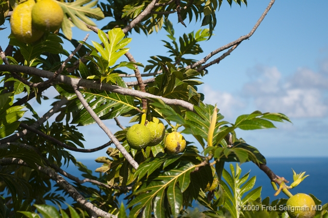 20091104_140647D300.jpg - Landscape, World Botanical Gardens, Hawaii