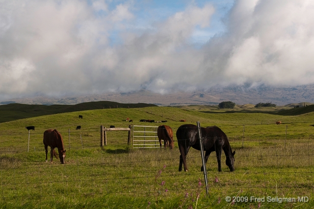 20091104_154952D300f.jpg - Horse Farm on the Old Mamalahoe Hiway