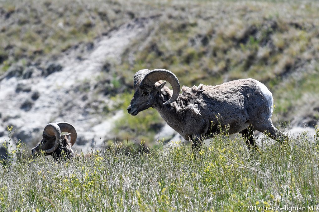 20170620_151112 D500.jpg - Bighorn sheep, Badlands National Park, SD