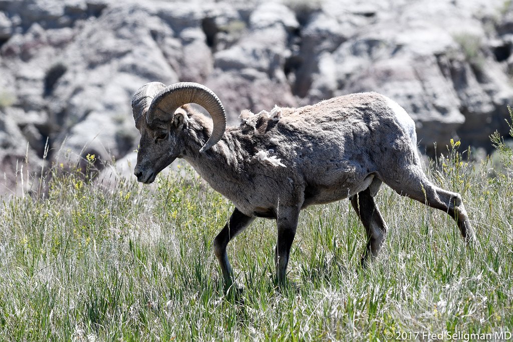 20170620_151123 D500.jpg - Bighorn sheep, Badlands National Park, SD