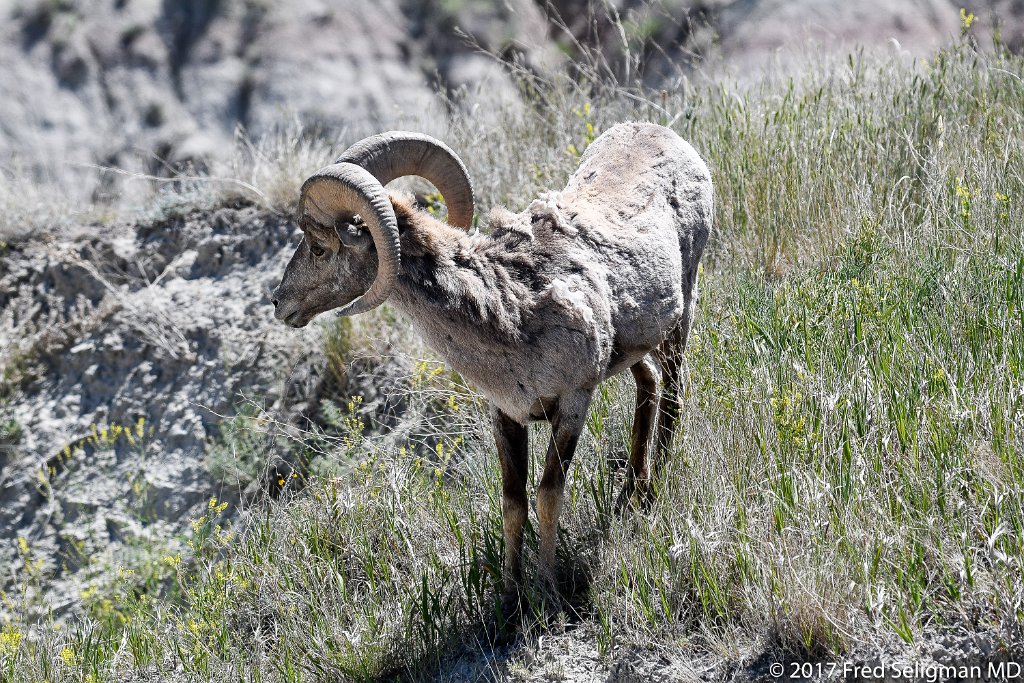20170620_151138 D500.jpg - Bighorn sheep, Badlands National Park, SD