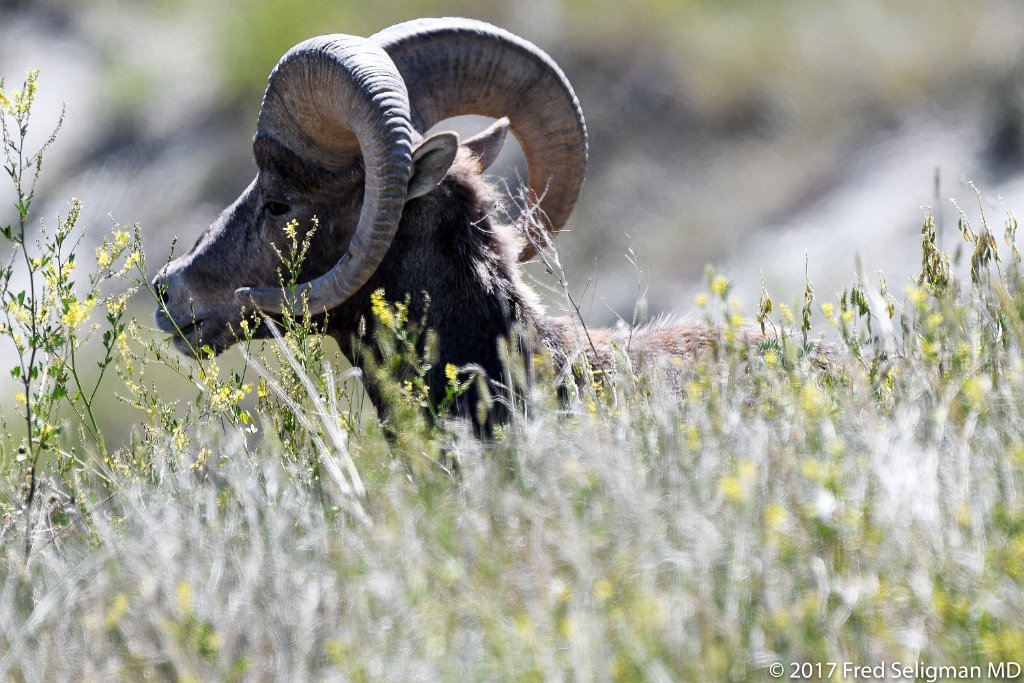 20170620_151600 D500.jpg - Bighorn sheep, Badlands National Park, SD
