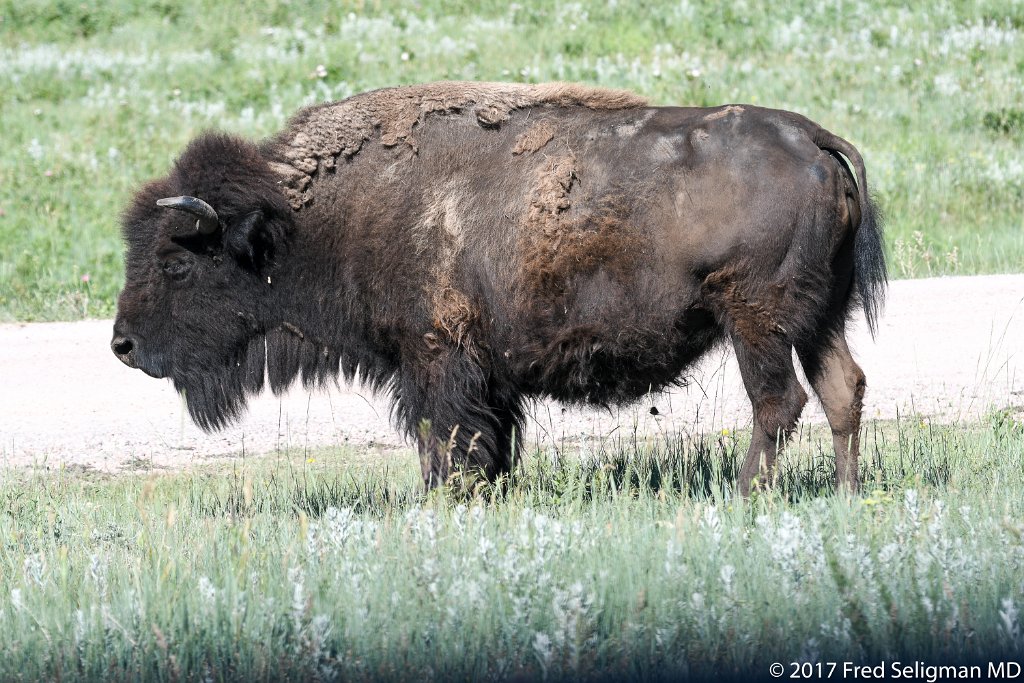 20170621_102042 D500.jpg - Custer State Park is a state park and wildlife reserve in the Black Hills of southwestern South Dakota.  The park is home to a famous herd of 1500 free roaming bison.  The popularity of the park grew in 1927, when U.S. President Calvin Coolidge made it his "summer White House" and announced from the Black Hills that he would not seek a second full term in office in the election of 1928