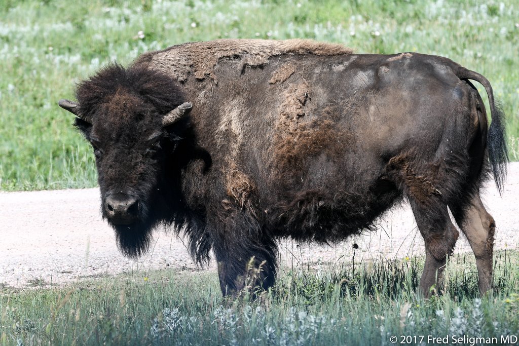 20170621_102056 D500.jpg - Custer State Park is a state park and wildlife reserve in the Black Hills of southwestern South Dakota.  The park is home to a famous herd of 1500 free roaming bison.  The popularity of the park grew in 1927, when U.S. President Calvin Coolidge made it his "summer White House" and announced from the Black Hills that he would not seek a second full term in office in the election of 1928