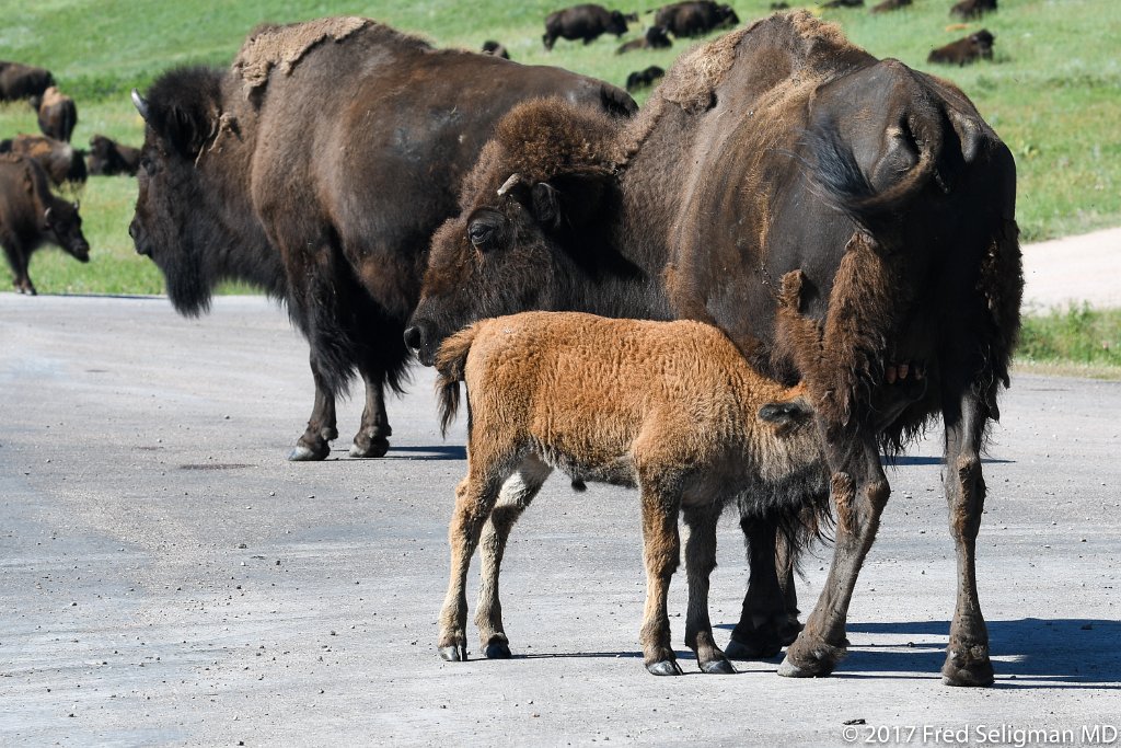 20170621_102253 D500.jpg - Custer State Park is a state park and wildlife reserve in the Black Hills of southwestern South Dakota.  The park is home to a famous herd of 1500 free roaming bison.  The popularity of the park grew in 1927, when U.S. President Calvin Coolidge made it his "summer White House" and announced from the Black Hills that he would not seek a second full term in office in the election of 1928