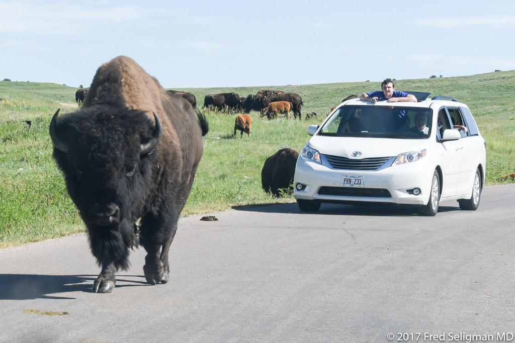 20170621_103211 D500.jpg - Custer State Park is a state park and wildlife reserve in the Black Hills of southwestern South Dakota.  The park is home to a famous herd of 1500 free roaming bison.  The popularity of the park grew in 1927, when U.S. President Calvin Coolidge made it his "summer White House" and announced from the Black Hills that he would not seek a second full term in office in the election of 1928