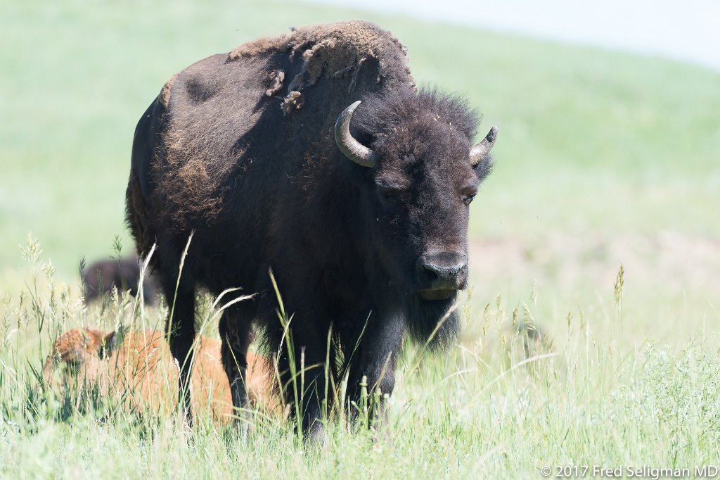20170621_103513 D4S.jpg - Custer State Park is a state park and wildlife reserve in the Black Hills of southwestern South Dakota.  The park is home to a famous herd of 1500 free roaming bison.  The popularity of the park grew in 1927, when U.S. President Calvin Coolidge made it his "summer White House" and announced from the Black Hills that he would not seek a second full term in office in the election of 1928