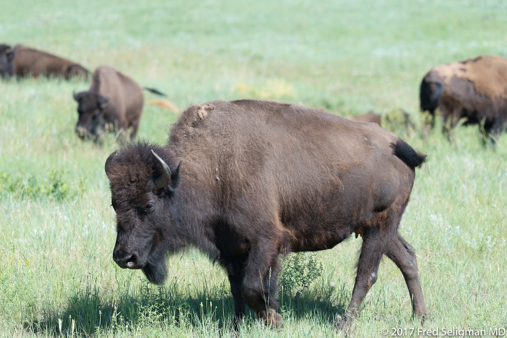 20170621_103850 D4S.jpg - Custer State Park is a state park and wildlife reserve in the Black Hills of southwestern South Dakota.  The park is home to a famous herd of 1500 free roaming bison.  The popularity of the park grew in 1927, when U.S. President Calvin Coolidge made it his "summer White House" and announced from the Black Hills that he would not seek a second full term in office in the election of 1928