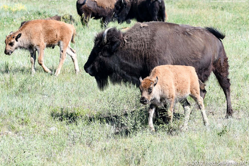 20170621_104023 D500.jpg - Custer State Park is a state park and wildlife reserve in the Black Hills of southwestern South Dakota.  The park is home to a famous herd of 1500 free roaming bison.  The popularity of the park grew in 1927, when U.S. President Calvin Coolidge made it his "summer White House" and announced from the Black Hills that he would not seek a second full term in office in the election of 1928