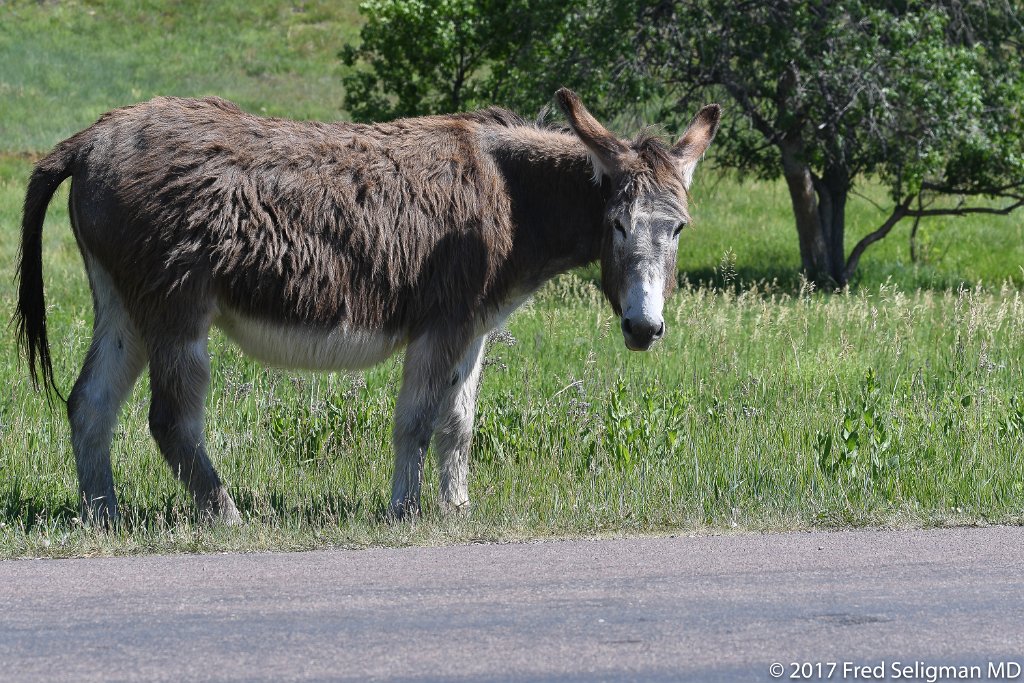 20170621_111022 D500.jpg - Custer State Park is a state park and wildlife reserve in the Black Hills of southwestern South Dakota.  The park is home to a famous herd of 1500 free roaming bison.  The popularity of the park grew in 1927, when U.S. President Calvin Coolidge made it his "summer White House" and announced from the Black Hills that he would not seek a second full term in office in the election of 1928