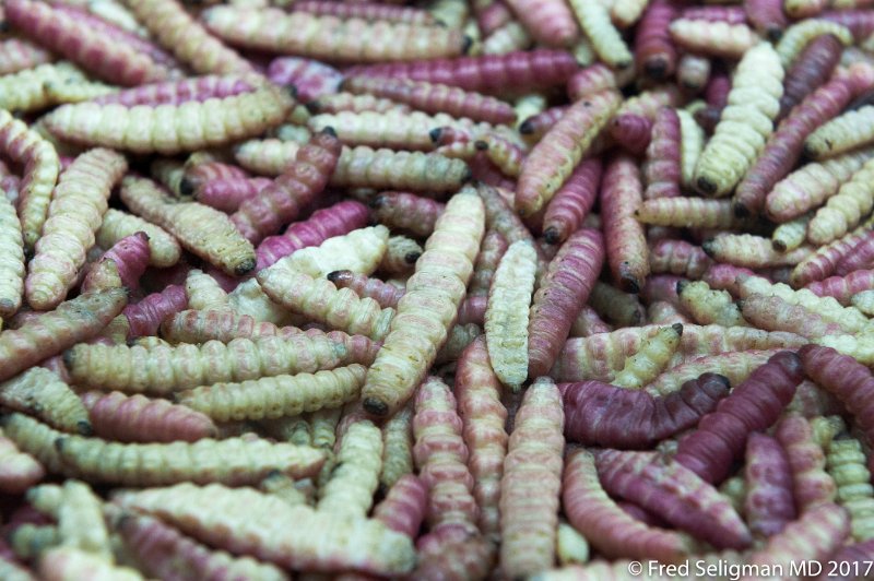 216 20170306_152648 D3S.jpg - Worms, San Juan Market, Mexico City