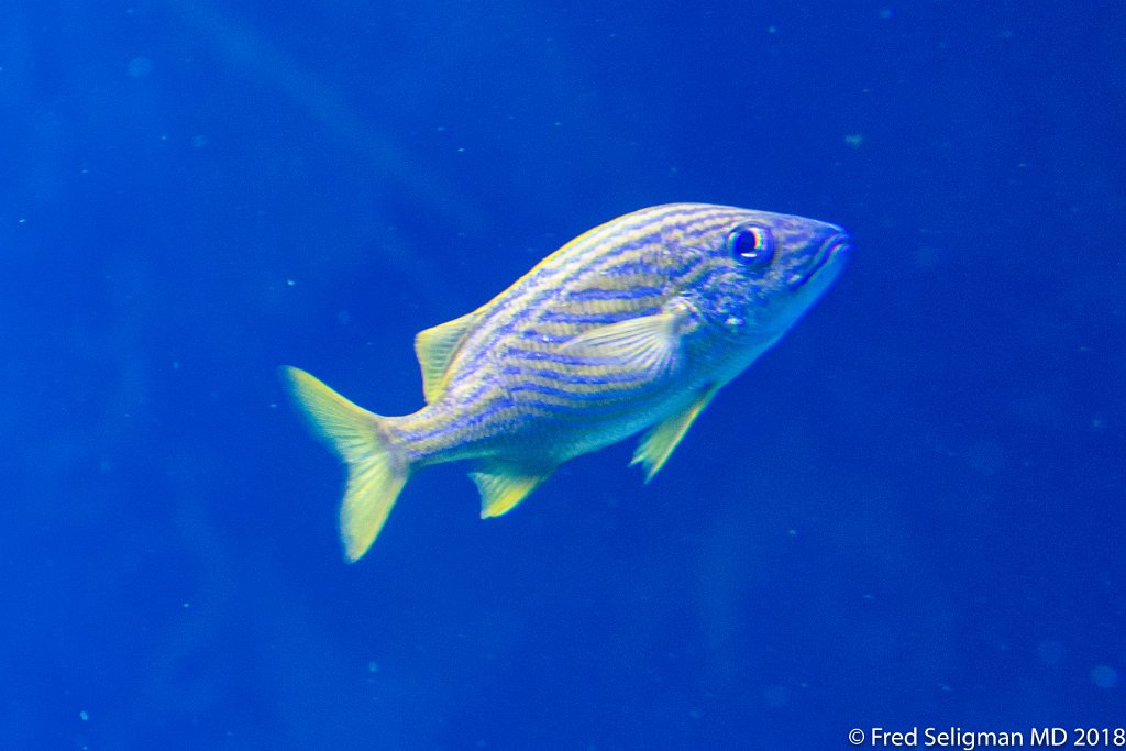 20180403_135456 D500.jpg - Fish tank, Frost Museum of Science